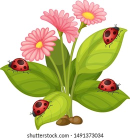 Pink gerbera flowers and ladybugs on leaves illustration
