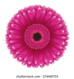 Pink Gerbers With Gradient Mesh, Vector Illustration