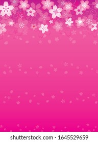 pink gradation background with Cherry Blossom