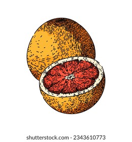 pink grapefruit red hand drawn. slice cut, fruit top, half food pink grapefruit red vector sketch. isolated color illustration
