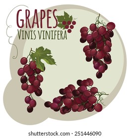 Pink grapes on on an abstract background