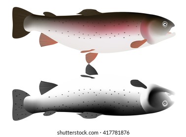 Pink and gray trout fish isolated on white background. Vector Illustration