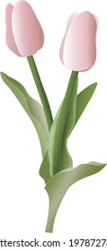 pink and green couple of tulips, vector