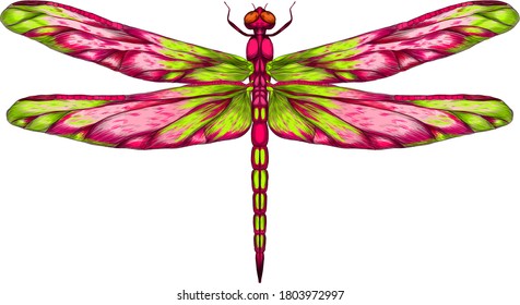 pink and green dragonfly with delicate wings vector illustration 