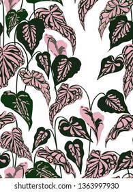 Pink and Green indoor plant Caladium Print Pattern for home decor and fashion 