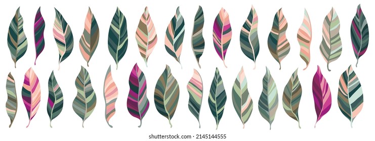 Pink green leaves vector collection, tropical exotic foliage big set. Many green leaves with striped texture isolated on white background. Palm or eucalyptus foliage natural illustration.