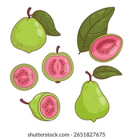Pink Guava Fruit Collection. Isolated tropical product Tree on White Background. Vector illustration