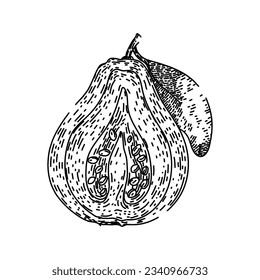 pink guava fruit hand drawn. juice food, half slice, tropical cut pink guava fruit vector sketch. isolated black illustration
