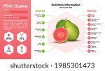 Pink Guava fruit and its nutritional properties -Vector illustration