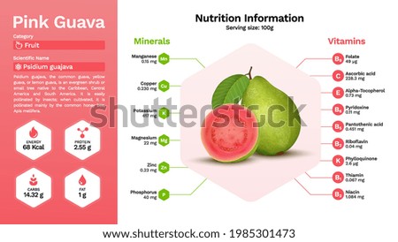 Pink Guava fruit and its nutritional properties -Vector illustration