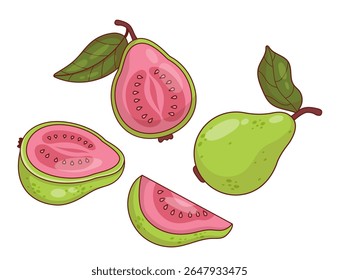 Pink Guava Fruit Tree set. Isolated tropical product on White Background. Vector illustration .