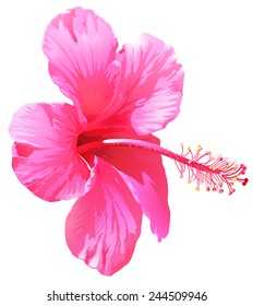 A pink gumamela flower on a white background