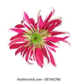 pink hand drawn chrysanthemum. isolated vector flower