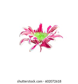 pink hand drawn chrysanthemum. isolated vector flower