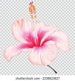 Pink hibiscus flower drawing vector illustrations. Botanical floral hand drawn element.