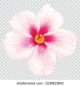 Pink hibiscus flower drawing vector illustrations. Botanical floral hand drawn element.