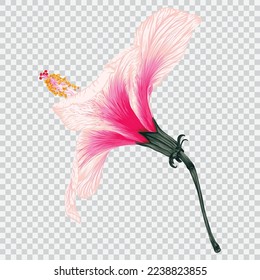Ilustraciones vectoriales de dibujos de flores de hibisco rosa. Elemento estampado a mano con flores botánicas.