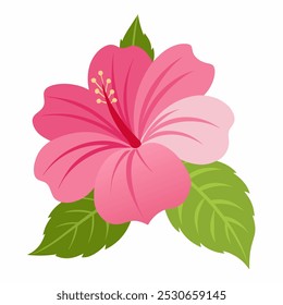 Pink hibiscus flower isolated on white background 