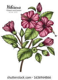 Pink Hibiscus flower and leaf drawing illustration with line art on white backgrounds.