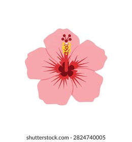 Pink Hibiscus Flower Vector Illustration Isolated on White Background for Summer and Tropical Design