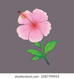 Pink hibiscus flowers with branches and leaves. Hibiscus flower illustration.
