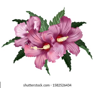 Pink hibiscus flowers, vector illustration on white background, imitation of watercolor painting.