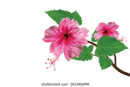 pink hibiscus isolated on white background,bright large flowers and buds of pink hibiscus isolated