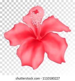 Pink hibiscus isolated vector, hawaii flower on transparent background. Tropical plant blossom single element, summer symbol. Vivid pink red exotic jungle bloom graphic design. Hawaiian sign.