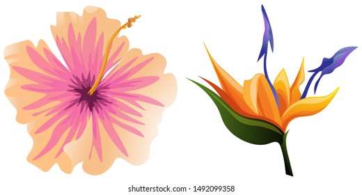 Pink Hibiscus. Orange Strelitzia. Vector illustration. Isolated illustration element. Floral botanical flower. Wild leaf wildflower isolated. Exotic tropical hawaiian jungle.
