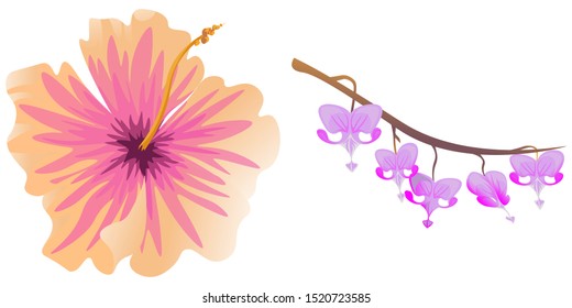 Pink Hibiscus. Purple Komakusa. Vector illustration. Isolated illustration element. Floral botanical flower. Wild leaf wildflower isolated. Exotic tropical hawaiian jungle.