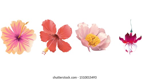 Pink Hibiscus. Red Hibiscus. Pink Peony. Red Fuchsia. Vector illustration. Isolated illustration element. Floral botanical flower. Wild leaf wildflower isolated. Exotic tropical hawaiian jungle.