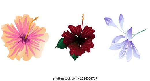 Pink Hibiscus. Red Rose Mallow. Violet Agapanthus Lily. Vector illustration. Isolated illustration element. Floral botanical flower. Wild leaf wildflower isolated. Exotic tropical hawaiian jungle.