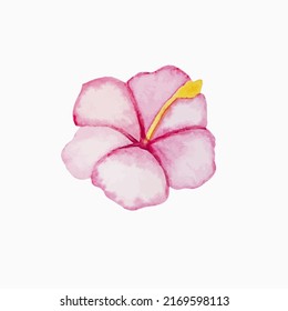 Pink hibiscus, tropical flower, watercolor painting on white background