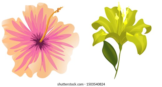 Pink Hibiscus. Yellow Lilium. Vector illustration. Isolated illustration element. Floral botanical flower. Wild leaf wildflower isolated. Exotic tropical hawaiian jungle.