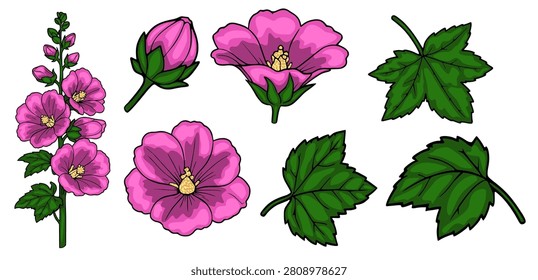 Pink Hollyhock flower vector set with blooming blossoms, buds, and green leaves isolated on white background