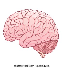 pink human brain