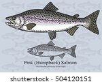 Pink (Humpback) Salmon. Vector illustration with refined details and optimized stroke that allows the image to be used in small sizes (in packaging design, decoration, educational graphics, etc.)
