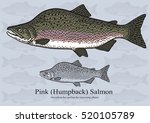 Pink (Humpback) Salmon. Vector illustration with refined details and optimized stroke that allows the image to be used in small sizes (in packaging design, decoration, educational graphics, etc.)