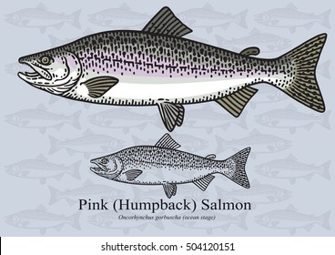 Pink (Humpback) Salmon. Vector illustration with refined details and optimized stroke that allows the image to be used in small sizes (in packaging design, decoration, educational graphics, etc.)