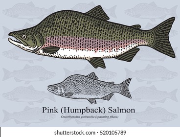 Pink (Humpback) Salmon. Vector illustration with refined details and optimized stroke that allows the image to be used in small sizes (in packaging design, decoration, educational graphics, etc.)