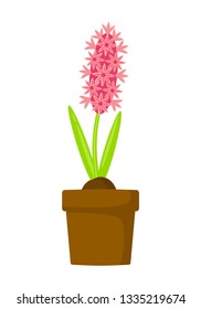 Pink hyacinth in pot vector illustration isolated on white background. Spring flowers