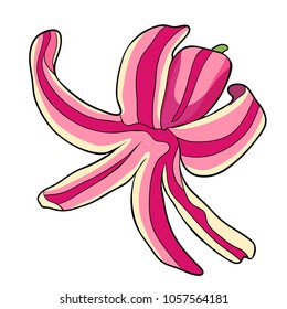 the is pink  hyacinth spring flower  vector illustration