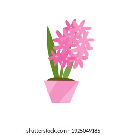 Pink Hyacinths.Beautiful flower.Hand drawn on white background.