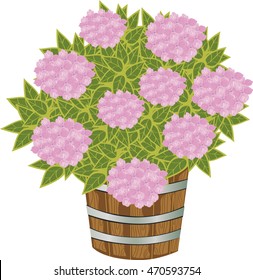 pink hydrangea