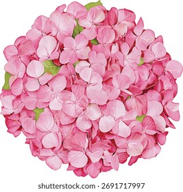 Flor de hortênsia rosa - isolada na ilustração vetorial branca
