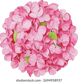 Pink Hydrangea Flower Bloom - einzeln auf weißer Vektorgrafik