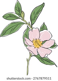 Pink inflorescence on a twig. Vector illustration