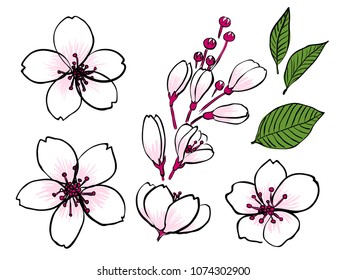 pink isolated hand drawing cherry blossom flowers for  pattern, background, wallpaper, texture, banner, label etc. vector design