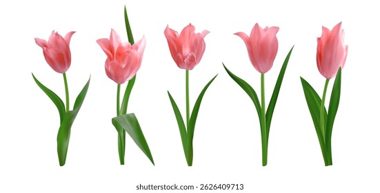 Pink isolated realistic tulip flowers. Set of spring fresh tulips. Vector illustration for greeting cards 8 march or mothers day, invitations, posters