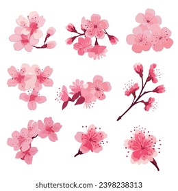 Pink Japanese cherry blossoms vector. cherry blossom japanese sakura